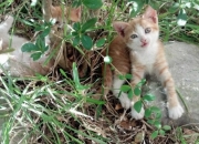 爱游戏网页版-总决赛的跨洋回响，开拓者式火力如何压制浙江队的篮球哲学