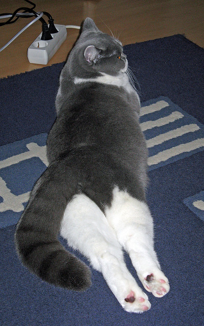 铁血克莱的硬仗宣言，凯尔特人客场横扫黄蜂，王者之师再证统治力